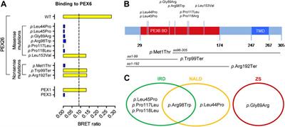 Edgetic Perturbations Contribute to Phenotypic Variability in PEX26 Deficiency